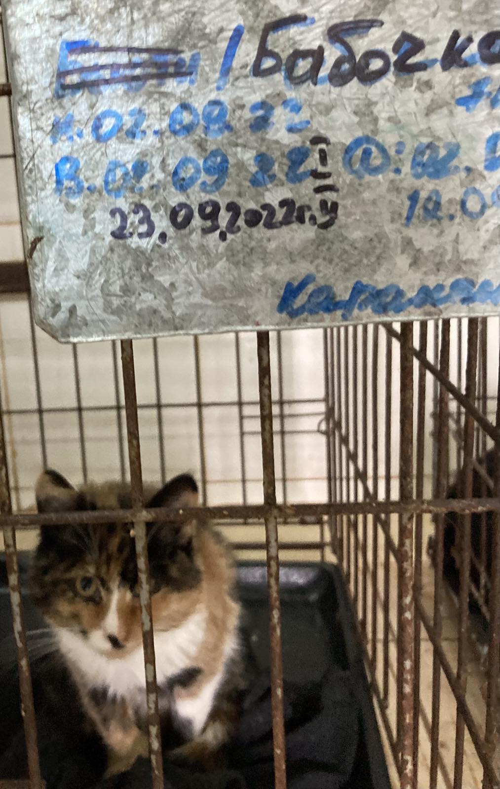 Как Витебский приют «Добрик» Новый год начал?