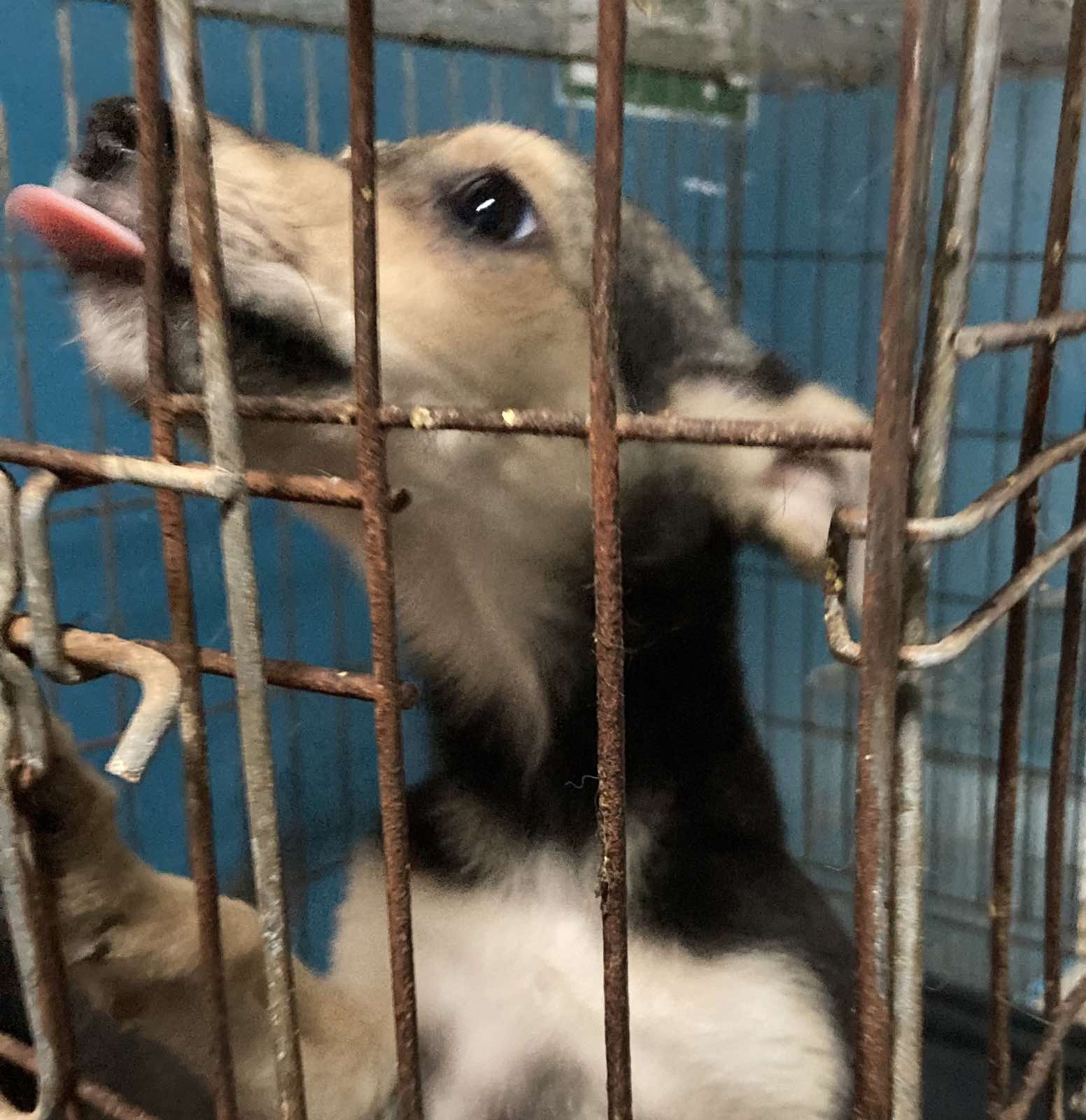 Как Витебский приют «Добрик» Новый год начал?