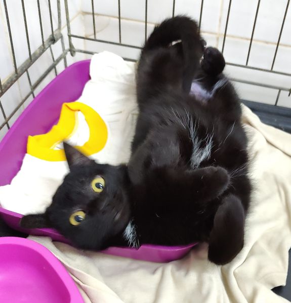 Как Витебский приют «Добрик» Новый год начал?