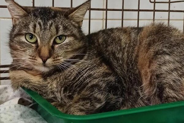 Как Витебский приют «Добрик» Новый год начал?