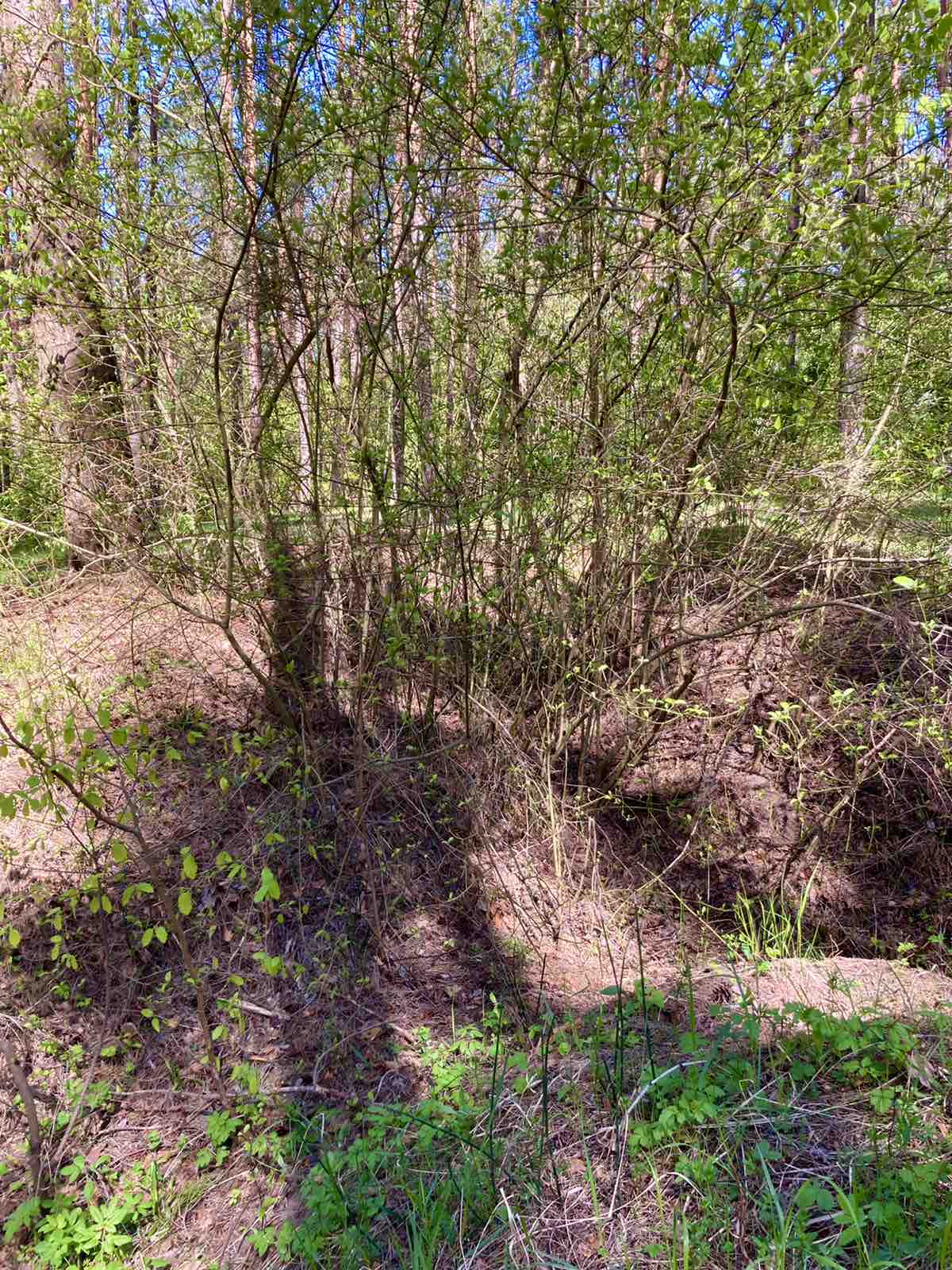 «Я будущую дочку назову твоим прекрасным именем — Лучёса» «Я будущую дочку назову твоим прекрасным именем — Лучёса»